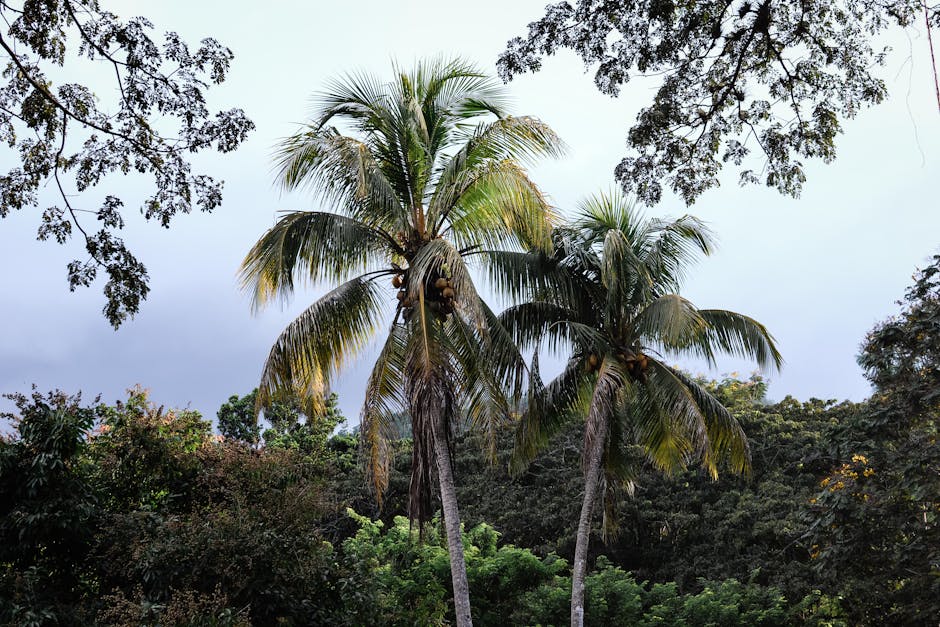 A tropical river winding through lush rainforest