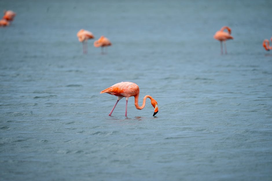 Flamingos wading in a shallow Caribbean lagoon
