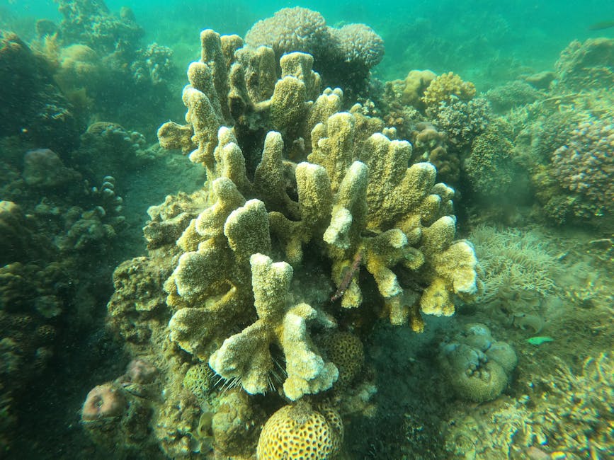 Colorful coral reef underwater in the Caribbean