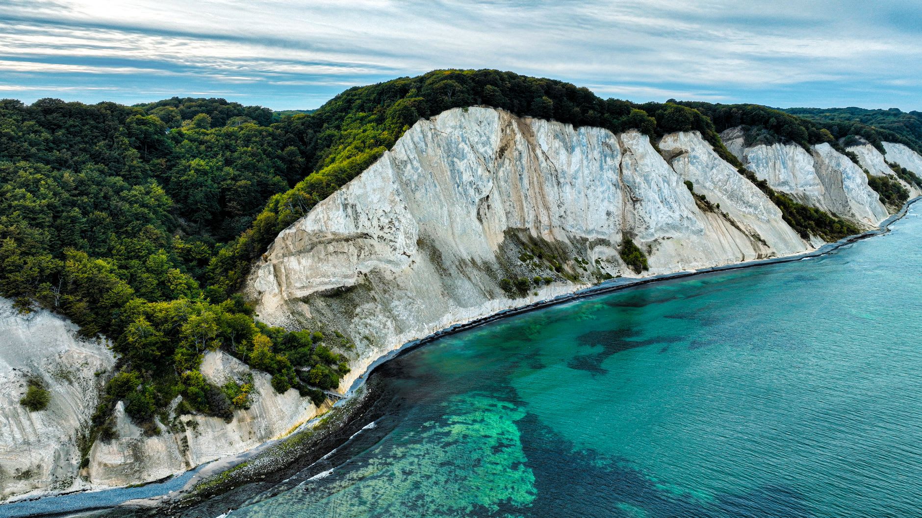 Wild orchids blooming among beech tree roots at the top of Møns Klint, with dappled green forest light filtering through the canopy above