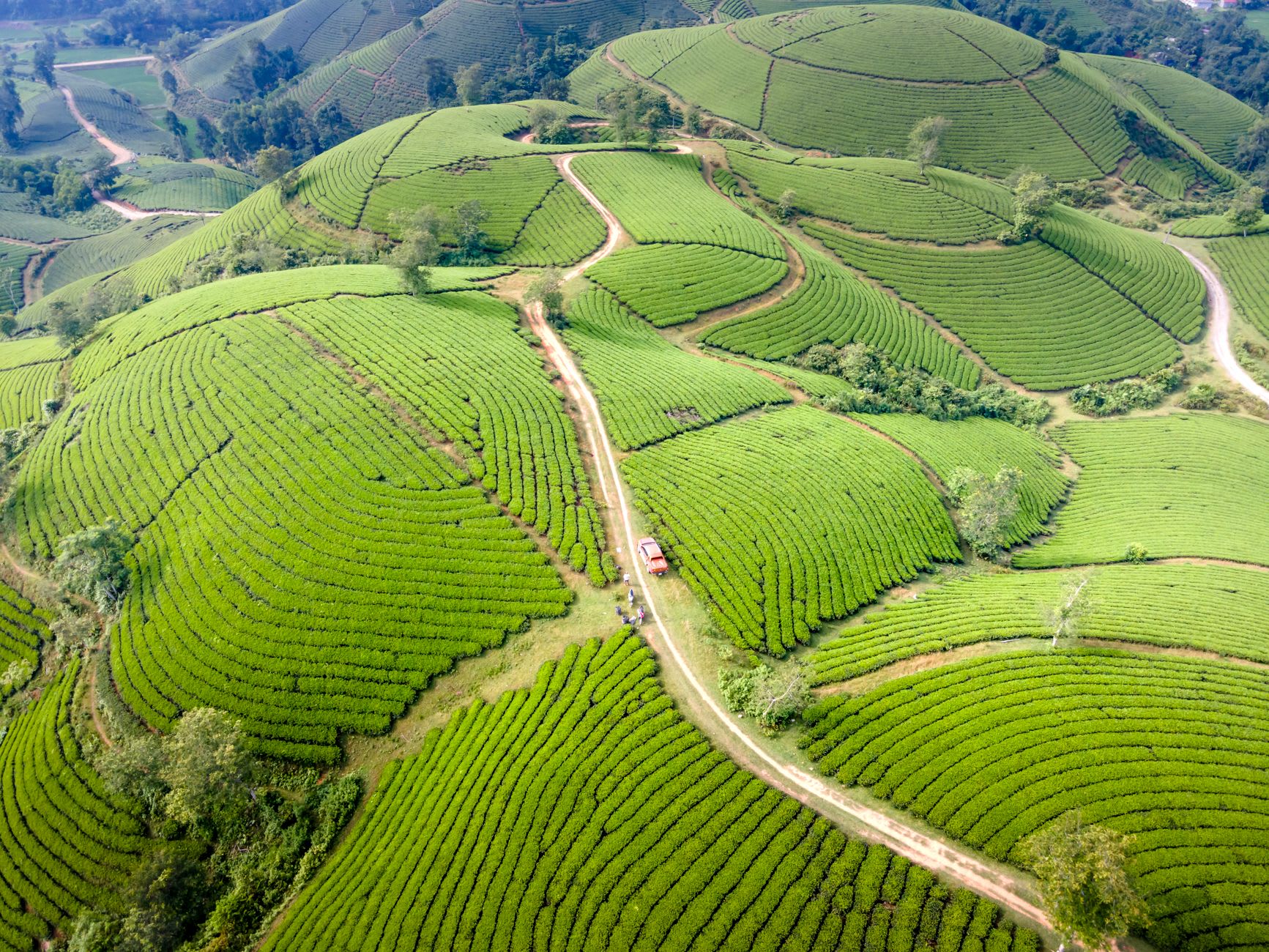 Tea pickers working the rows of Happy Valley estate in the soft morning light