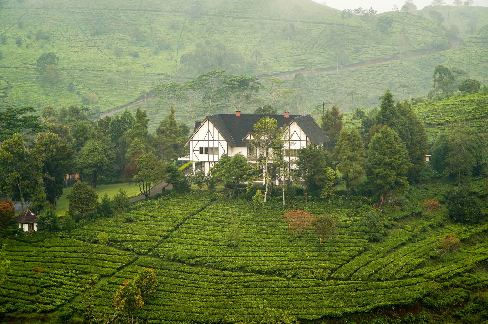A cup of freshly brewed Jungpana Muscatel second flush tea, amber and fragrant, in the estate manager's office