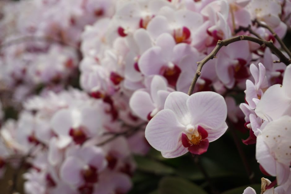 Gros plan sur des orchidées en fleur dans la serre du jardin botanique Lloyd