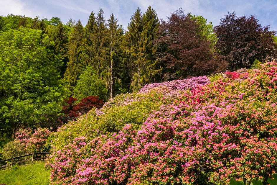 A rhododendron forest in bloom along the Singalila trekking trail