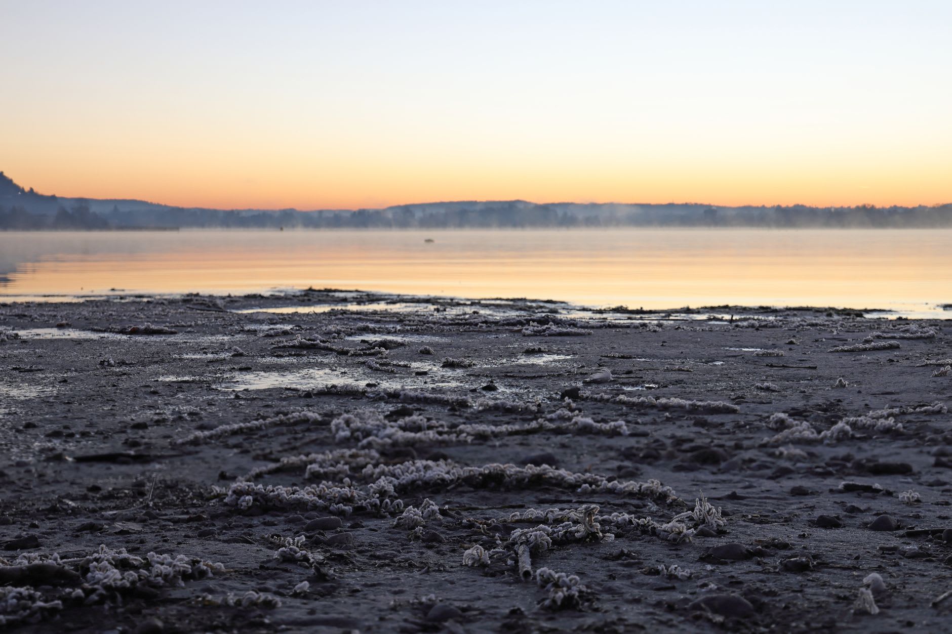 Flamingos moving through the pink shallows of Lake Abbé at dusk, chimneys rising beyond them