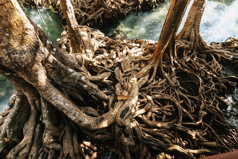 Buttress roots of ancient bloodwood trees arching over the still, dark water of the Indian River