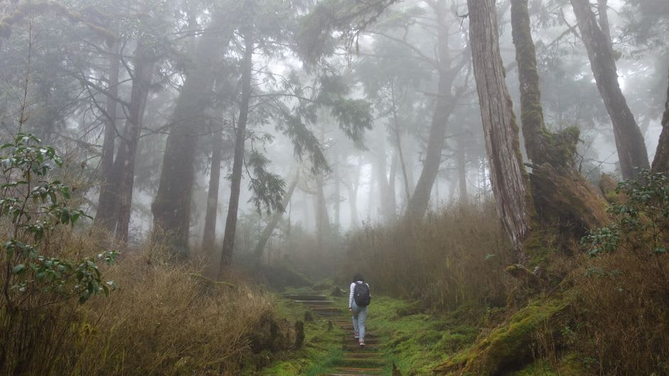 Forêt de nuages naine près du sommet du Morne Diablotin, arbres tordus couverts de mousse disparaissant dans les nuages bas