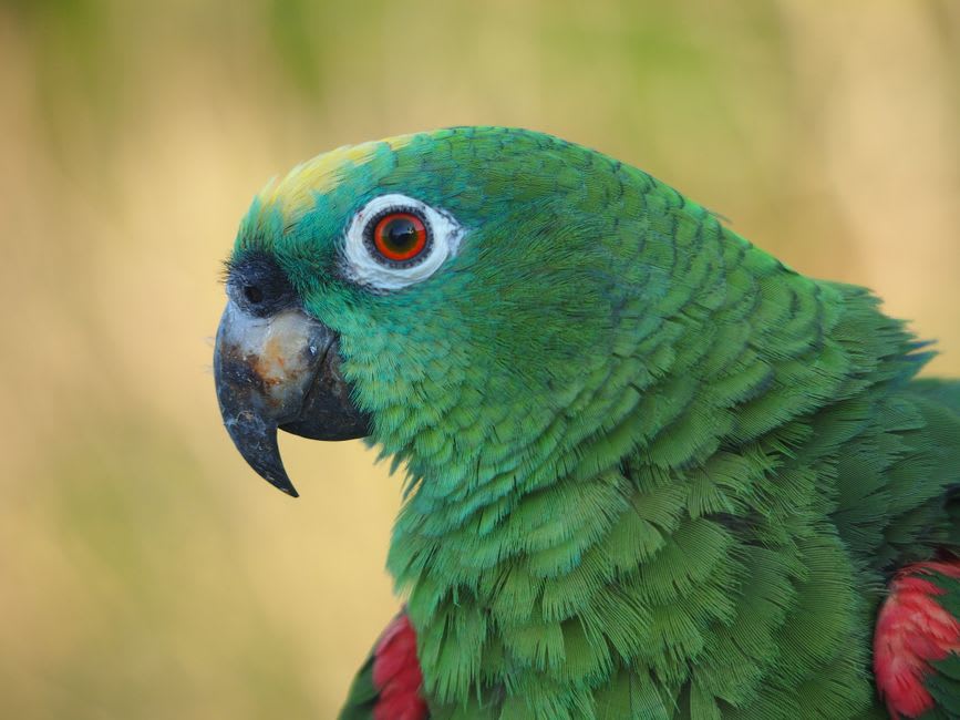 Un rare aperçu d'une Amazone impériale en vol sur fond de canopée verte de la forêt du Morne Diablotin