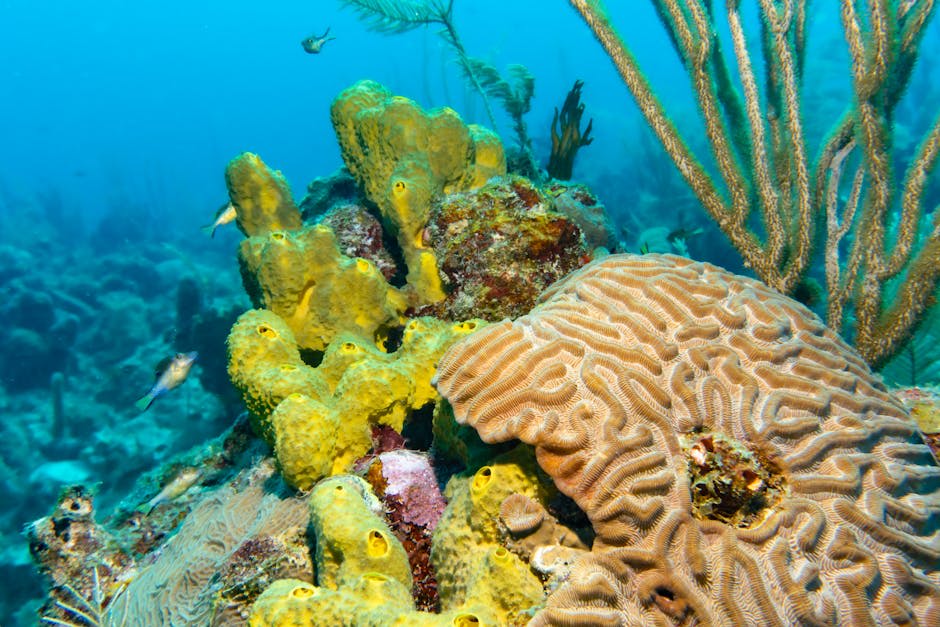 Snorkelling over colourful coral reef in clear Caribbean water