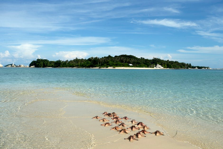 Starfish resting on white sand in shallow turquoise water