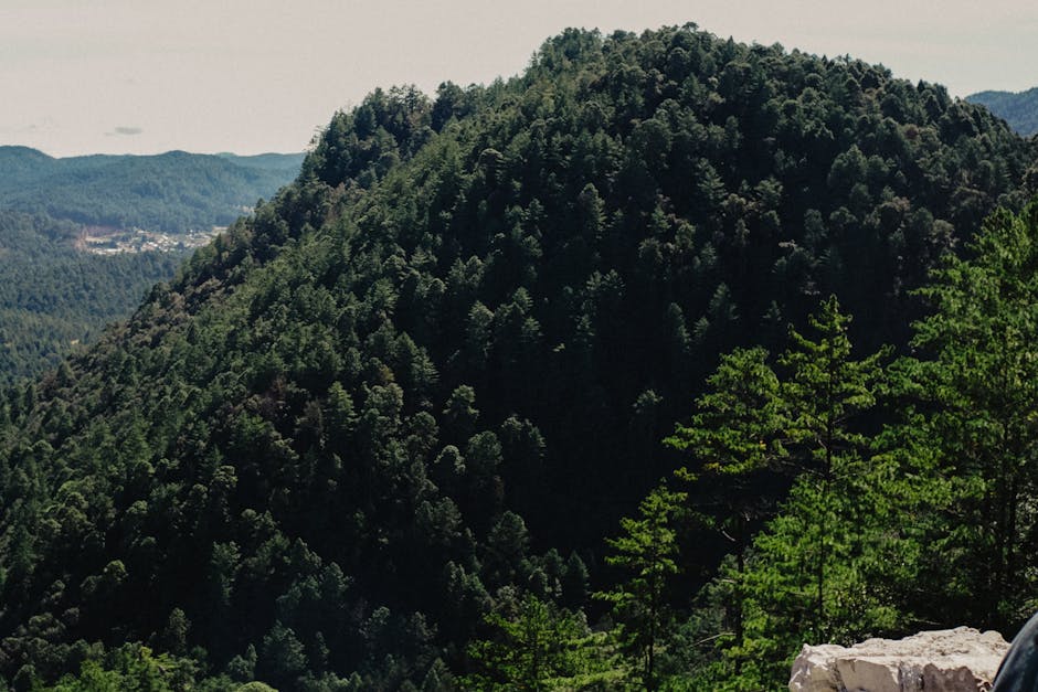Hiking trail through pine-covered mountain terrain