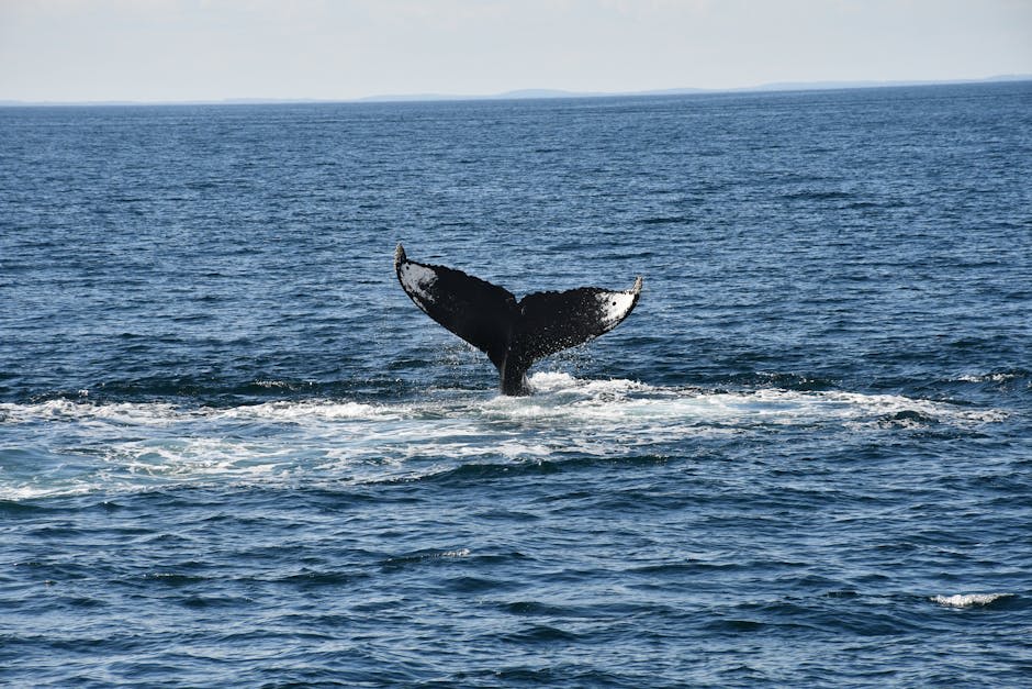 Humpback whale breaching in open ocean waters