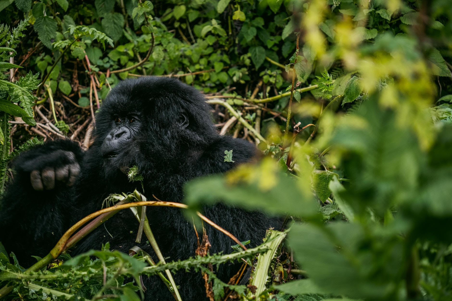 A massive eastern lowland gorilla emerging from bamboo in Kahuzi-Biéga, his huge form backlit by filtered highland light, eyes steady