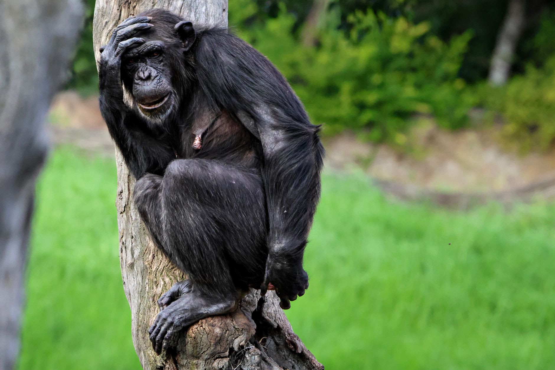 A group of bonobos grooming each other at the edge of the forested enclosure at Lola ya Bonobo, relaxed in the dappled morning light