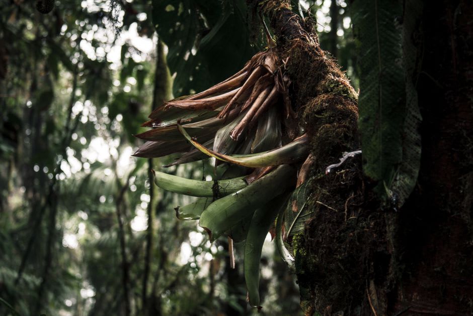 Des rangées d'orchidées et de plantes médicinales dans un jardin botanique situé dans les limites de la ville de Puyo