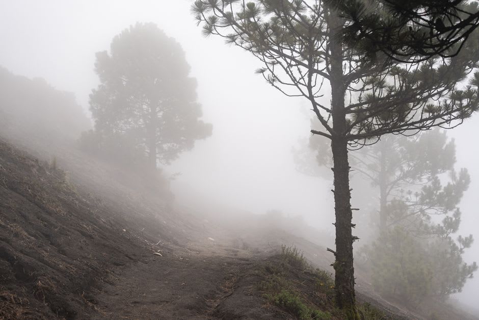 Cloud forest closing in around a muddy trail on the lower slopes of Sumaco volcano
