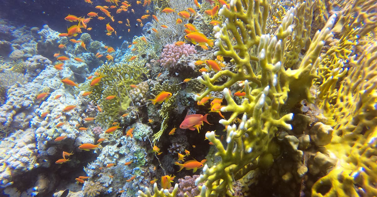Vibrant coral reef and tropical fish in the Red Sea near Hurghada