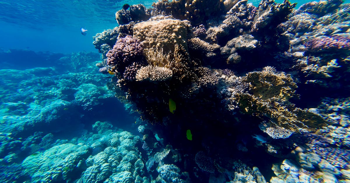 Colorful coral reef underwater at Ras Mohammed National Park