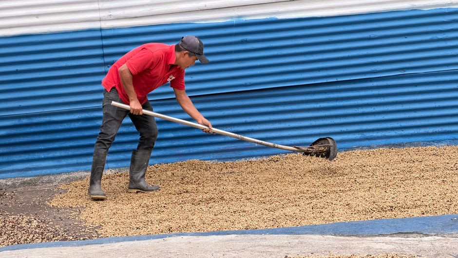 Un trabajador rastrillando cerezas de café sobre un patio de secado en una finca cooperativa en las afueras de Apaneca