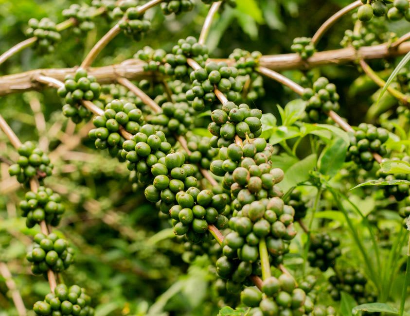 Rows of shade-grown coffee plants on a hillside farm in the hills above Ataco