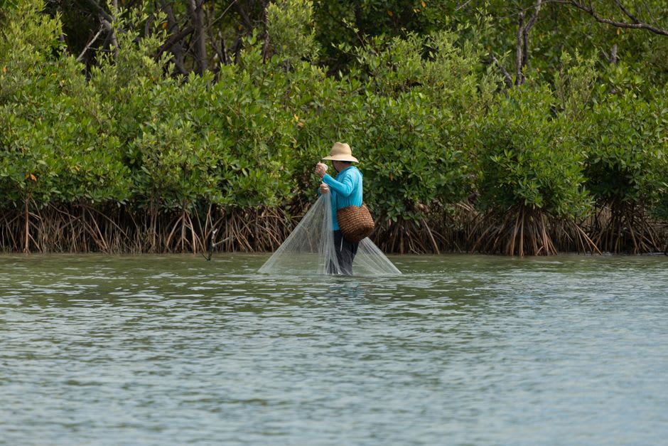 A local fisherman gathering oysters from ropes strung between mangrove roots in Bahía de Jiquilisco
