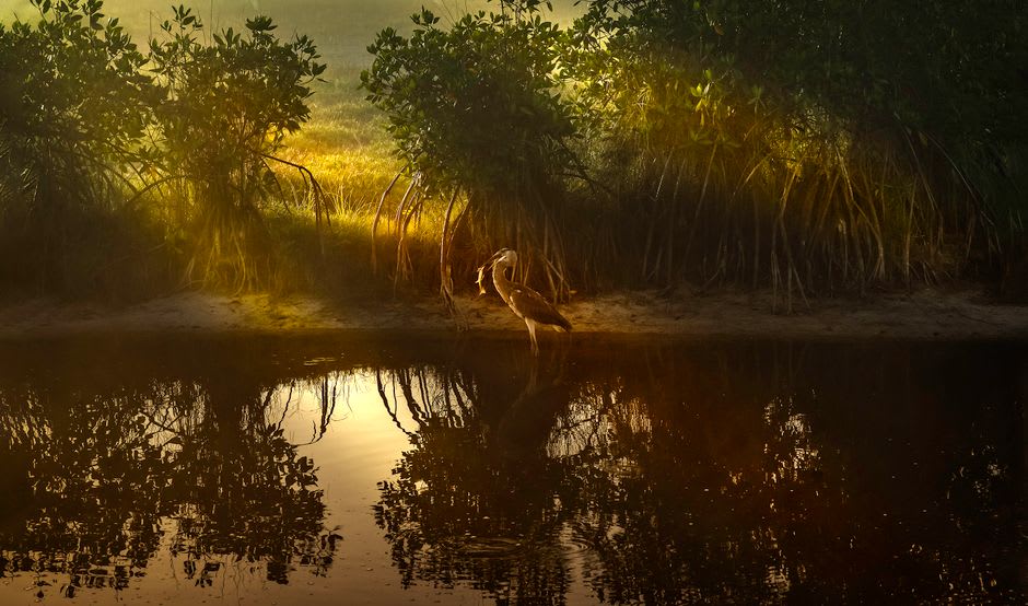 A great blue heron standing still in the shallow mangrove waters of Bahía de Jiquilisco at dawn
