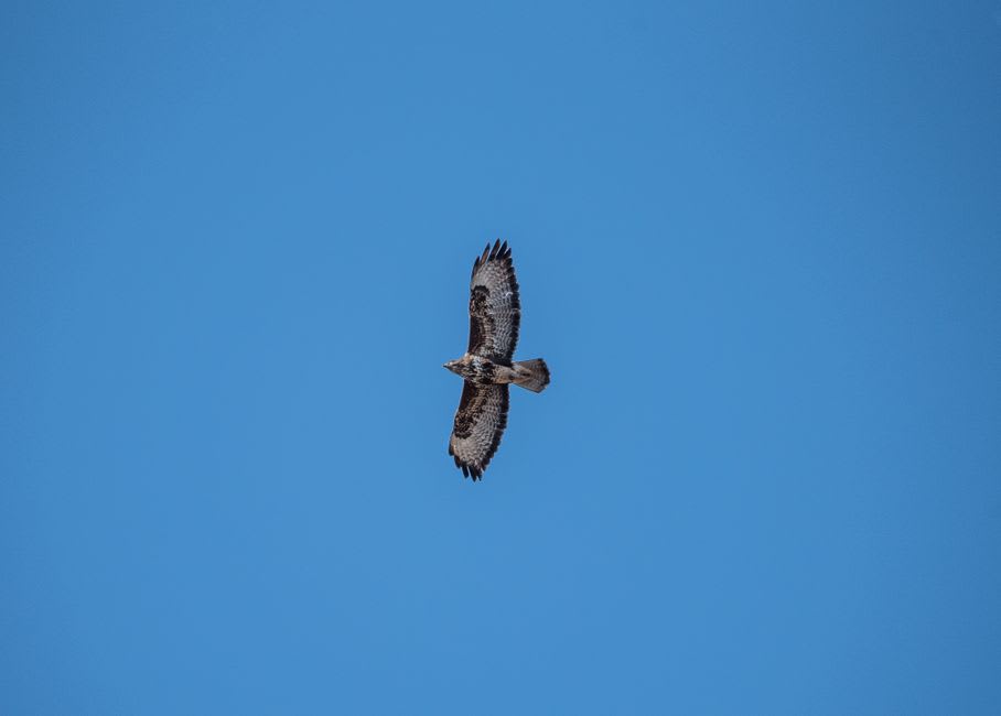 A hawk riding thermals above the crater rim of Conchagua Volcano with the Gulf of Fonseca stretching below