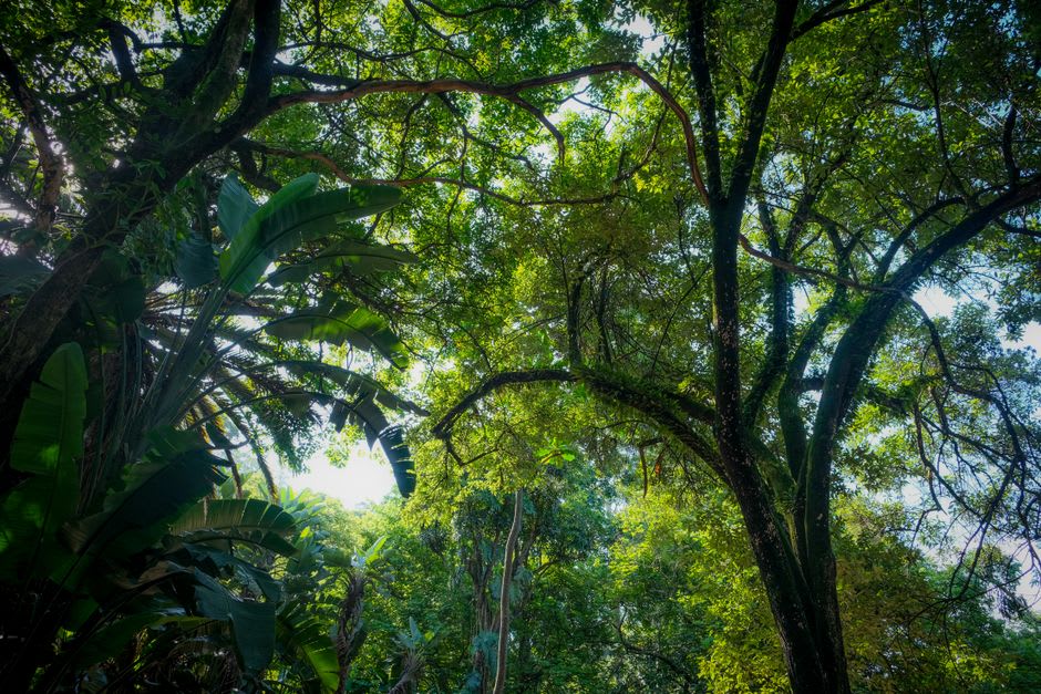 Sunlight filtering through the dense canopy of Filfil's cloud forest along a hiking trail