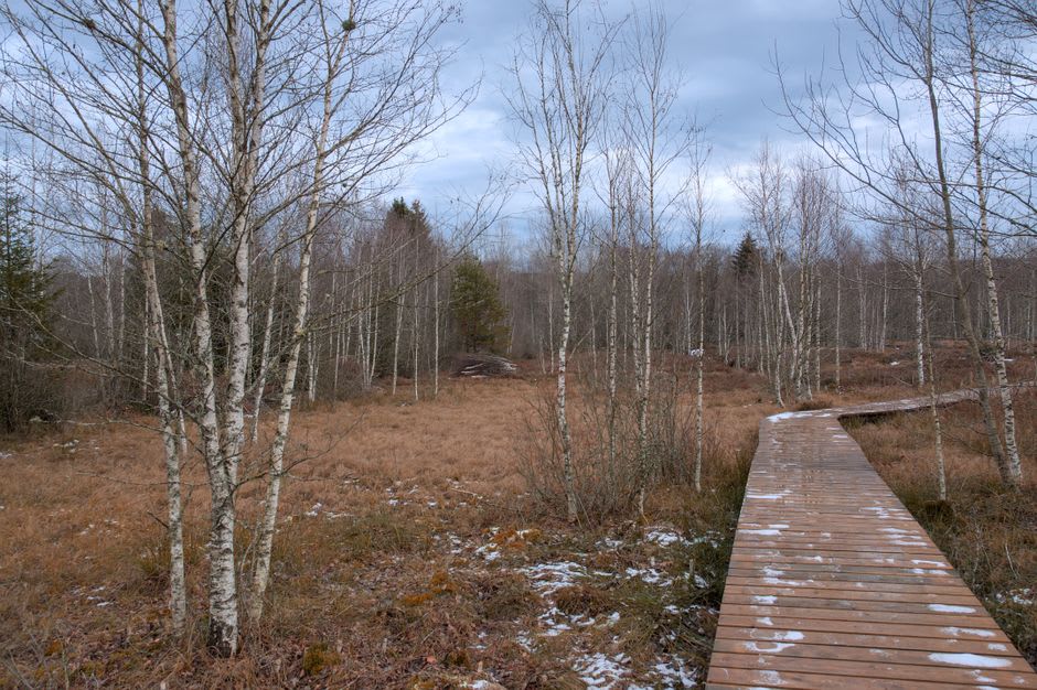 Cross-country skier gliding along a groomed trail through snowy birch forest outside Otepaa
