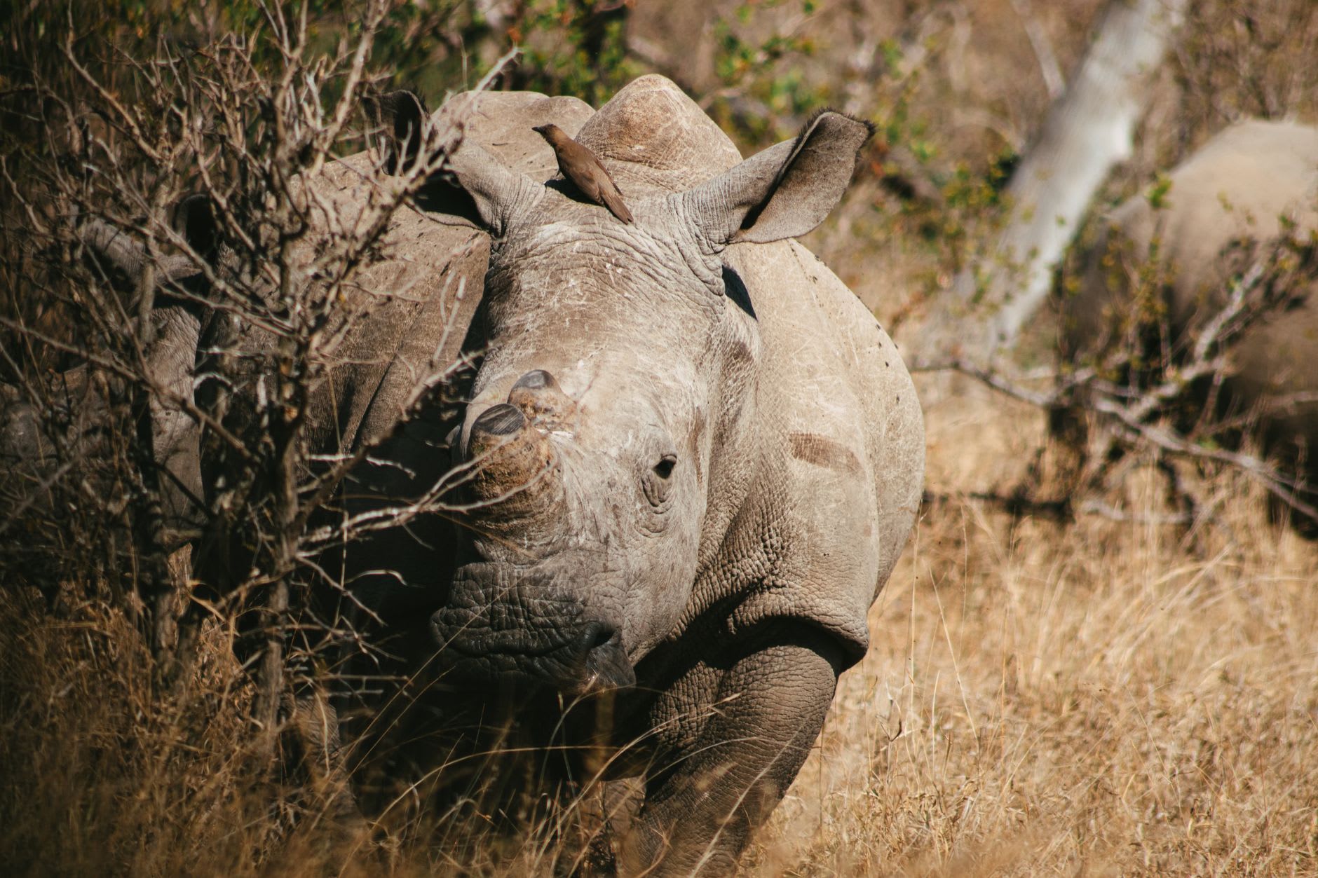 White rhino mother and calf moving through mopane woodland in golden hour light
