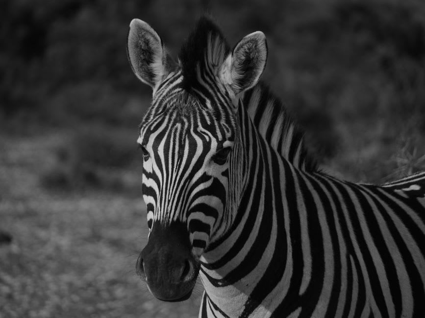 Burchell's zebra crossing the savanna on the bridge of God in Nechisar National Park