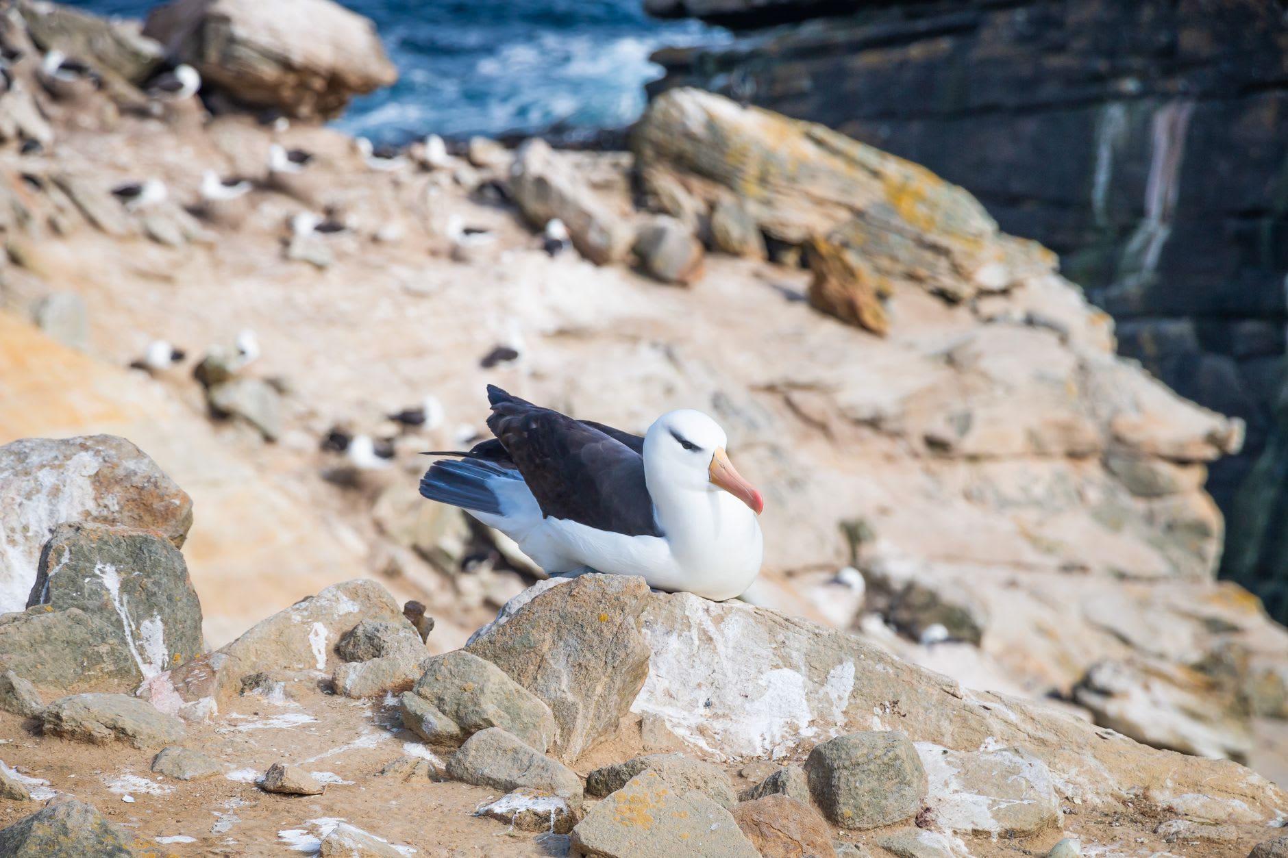 A magellanic penguin at the entrance to its burrow in the sandy tussock bank at Bleaker Island, looking out across the beach