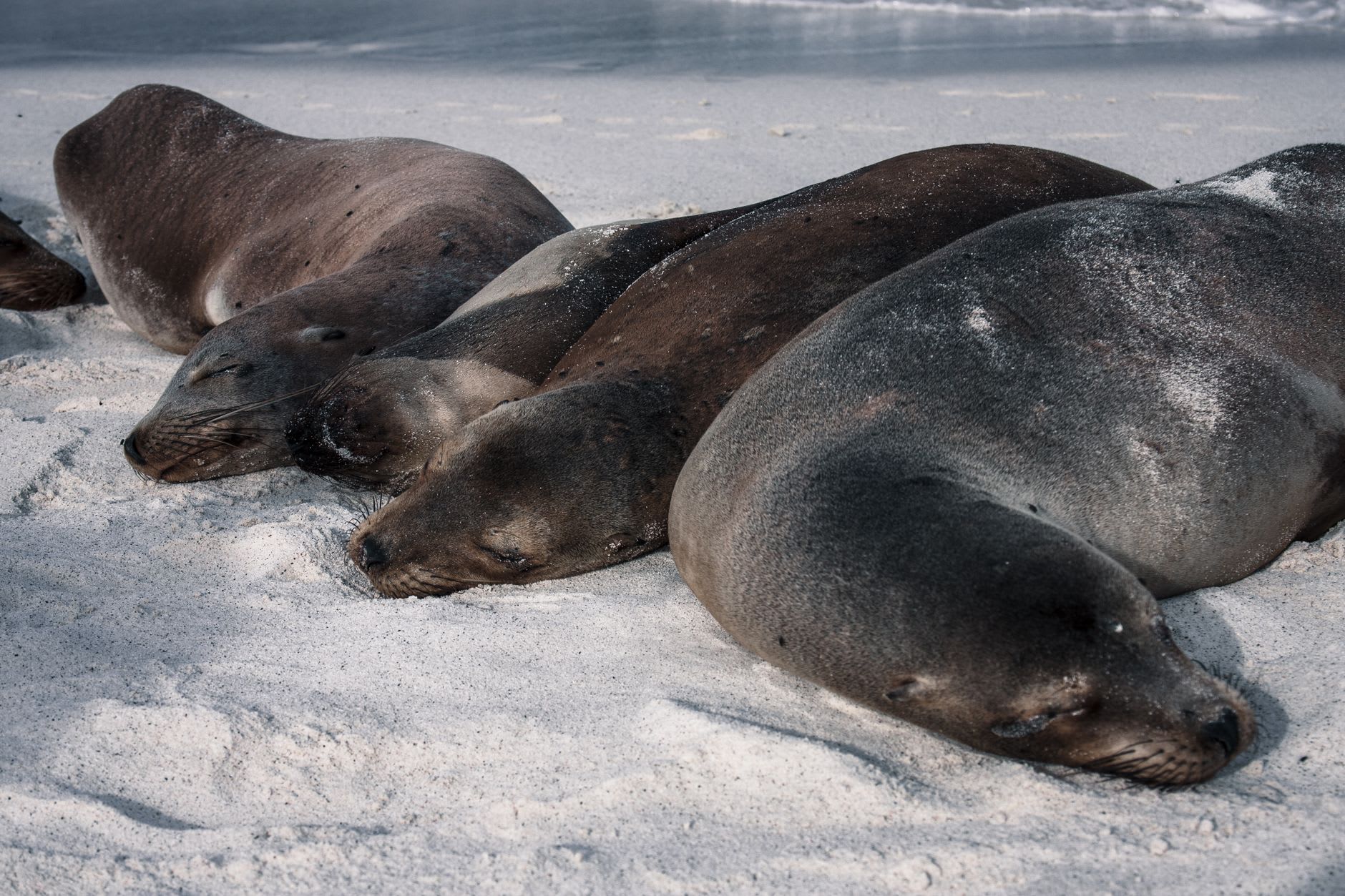 Southern elephant seal bulls bellowing and sparring at the edge of the colony on Sea Lion Island's beach