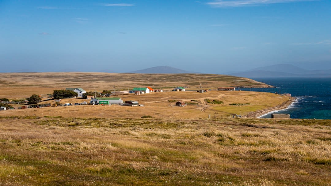 Sheep grazing near Weddell Settlement with weathered farm buildings in the background