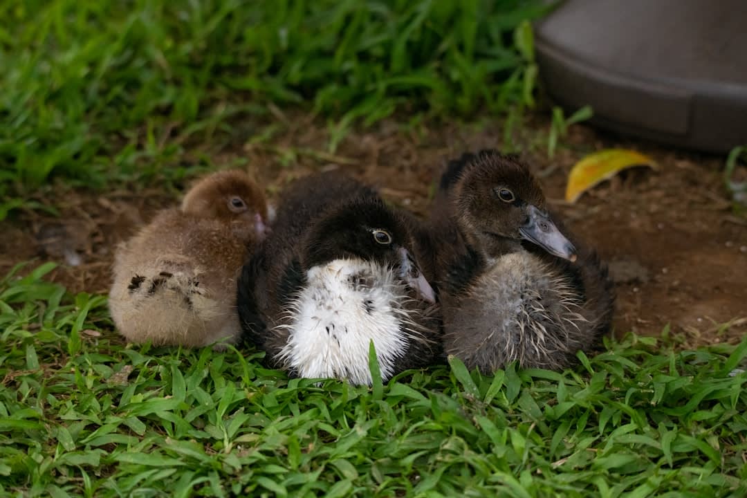 Black-browed albatross chick nestled in tussac grass at Devil's Nose, West Point Island