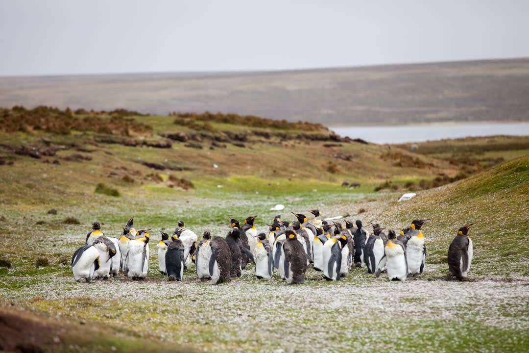 Rockhopper penguins navigating rocky terrain near the albatross nesting grounds