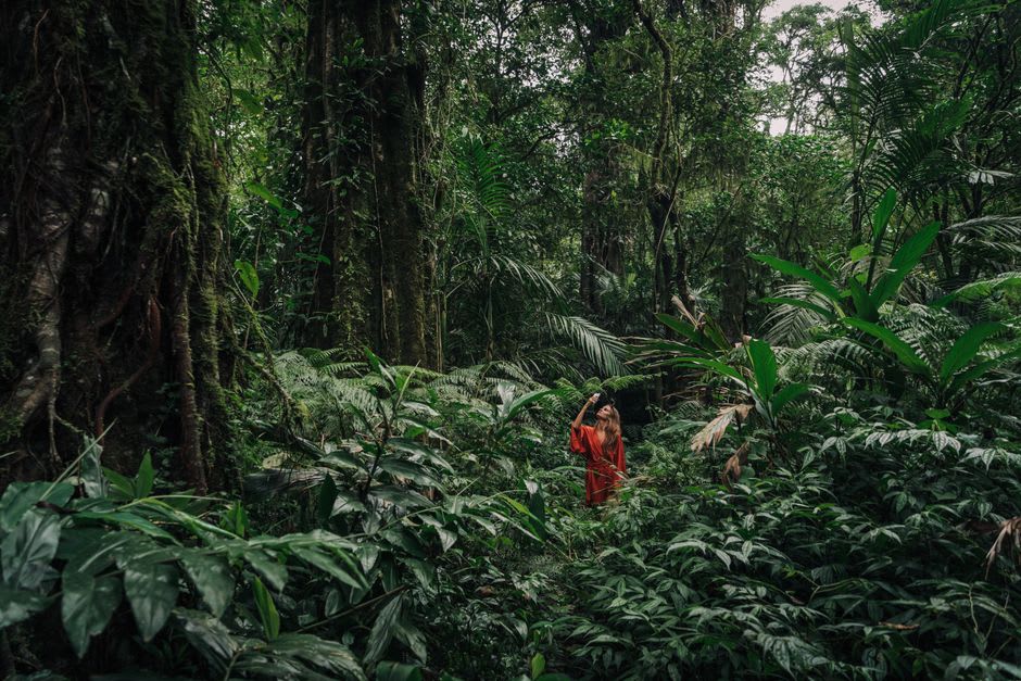 Un lori collarejo con plumaje rojo, verde y azul vívido posado en el dosel medio de la Reserva de Selva Tropical Waisali en Vanua Levu