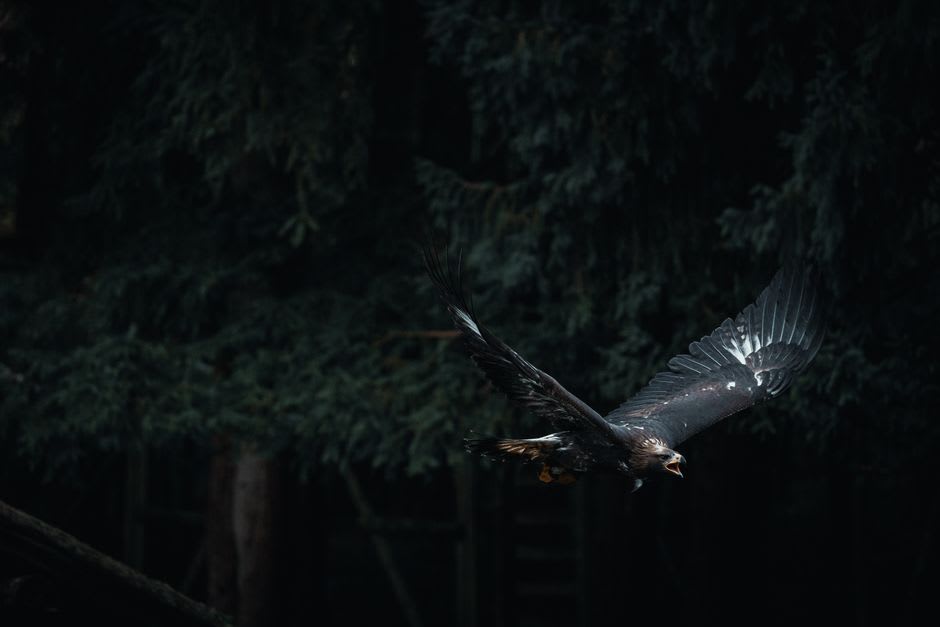 A golden eagle circling above the treeless fells near Joenkielinen