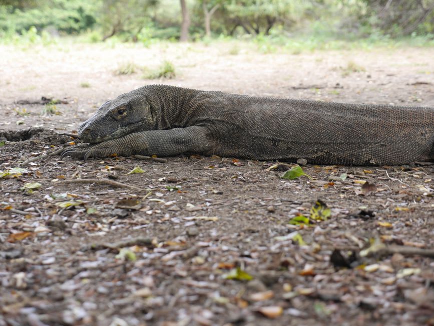 A wild Komodo dragon resting in the shade near the Loh Buaya ranger station on Rinca Island