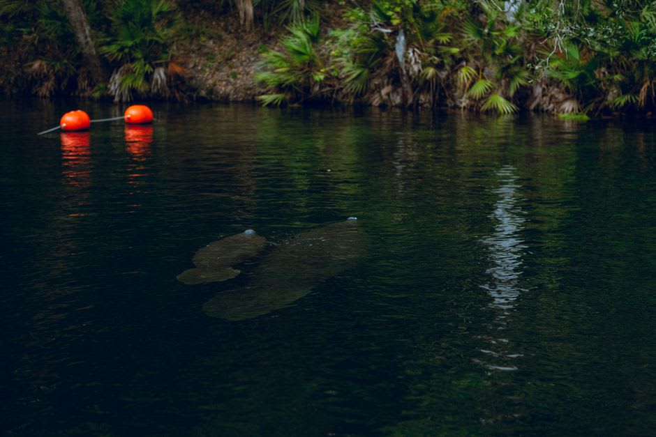 Manatees resting in a cluster near the spring boardwalk at Blue Spring State Park