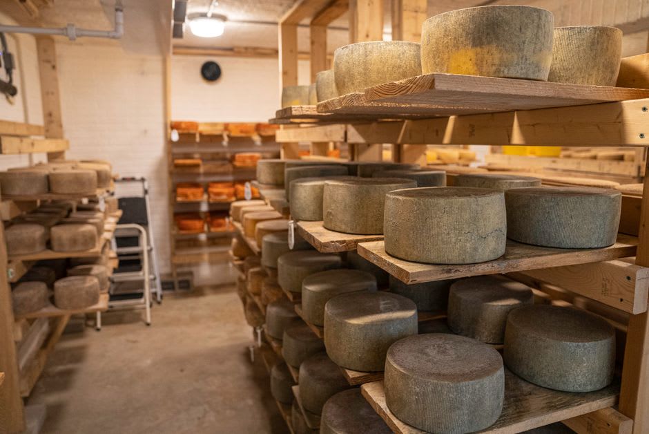 Wheels of tall cylindrical Fourme d'Ambert blue cheese aging on wooden shelves in a cellar near Ambert