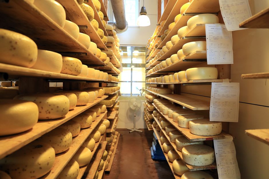 Rows of aging Beaufort cheese wheels stacked on wooden shelves in a cool mountain cellar