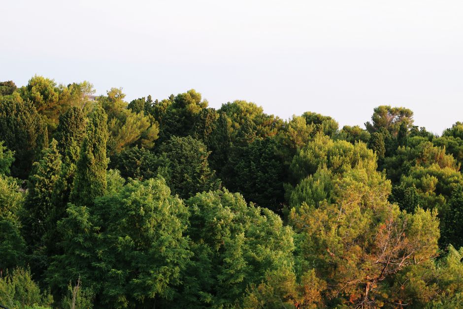 View from the ruined château above Bormes-les-Mimosas over cork-oak forest toward the sea and the Îles d'Hyères
