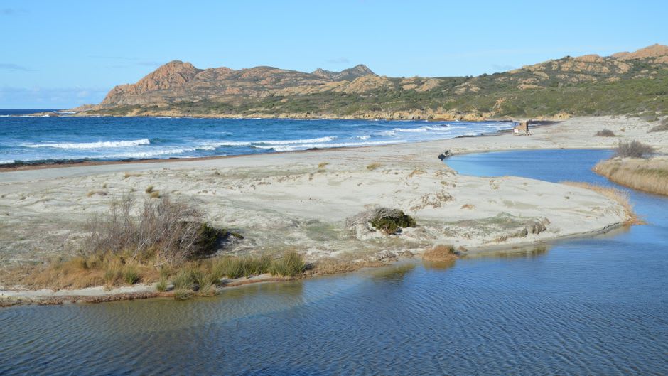 The wide sandy bay of Calvi backed by pine forest with the citadel headland visible in the distance
