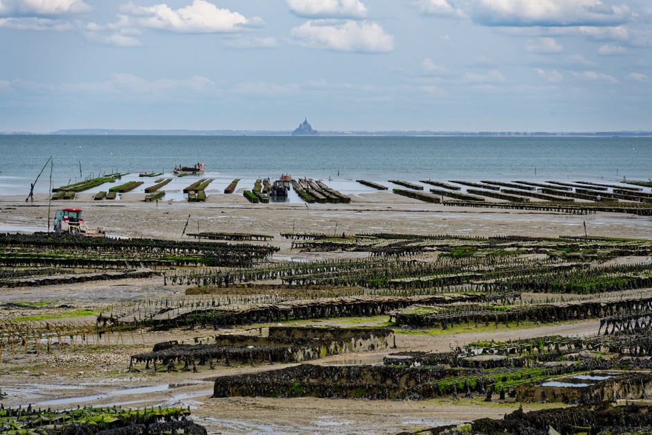 Rows of wooden oyster beds exposed at low tide in the Baie du Mont-Saint-Michel off Cancale