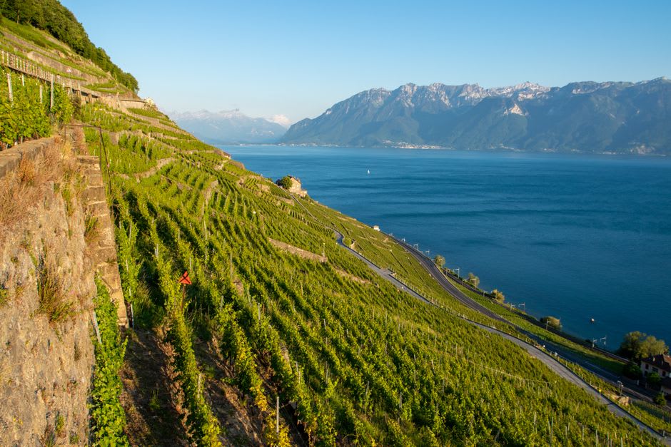 Terraced vineyards on the sloped hillside above the harbour town of Cassis