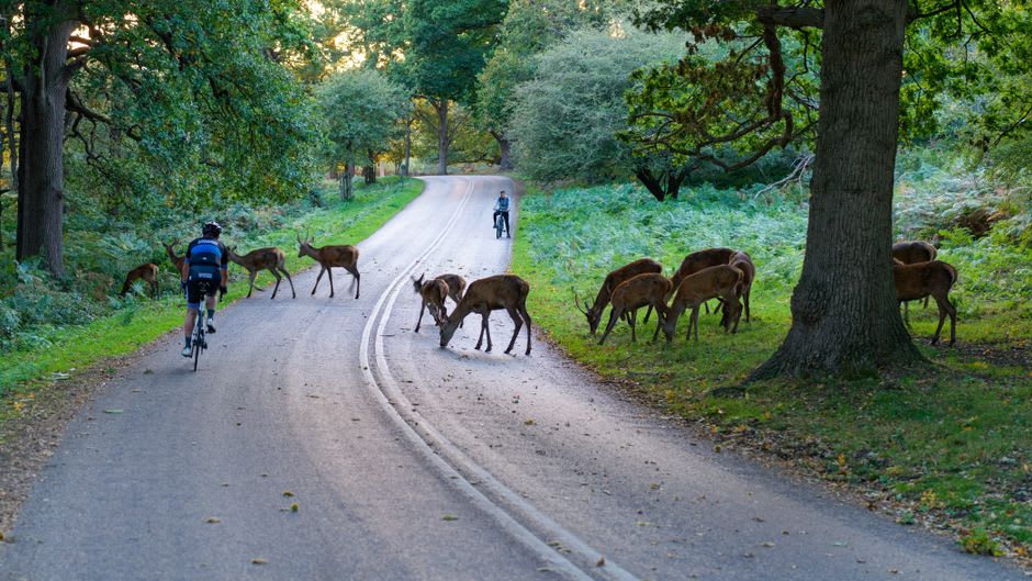 Cyclists riding a forest path through the walled hunting estate surrounding Chambord, with deer visible in a clearing