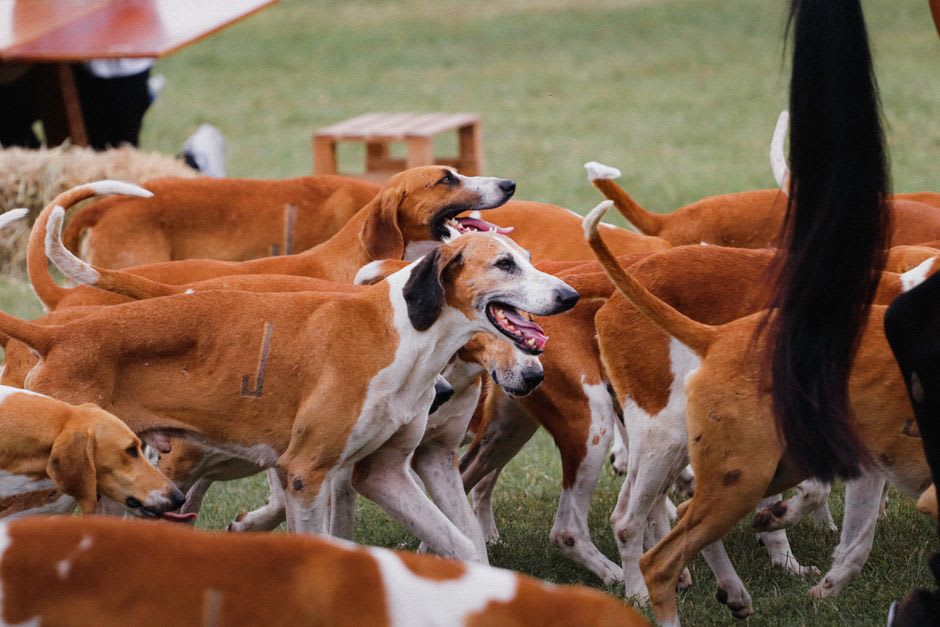 The pack of English-French hunting hounds gathered at feeding time in the kennels at Château de Cheverny