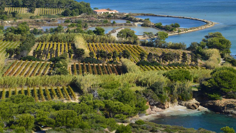 Rows of vines running toward the horizon in the Côtes de Duras appellation, seen from just below the château