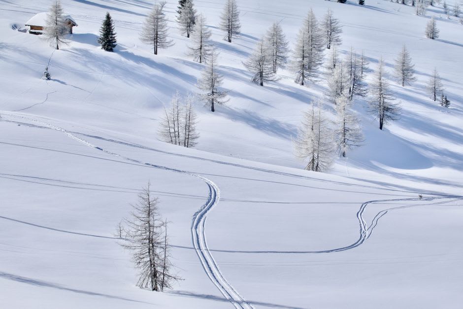 Cross-country ski tracks curving through a forest of larch and spruce above Foncine-le-Haut